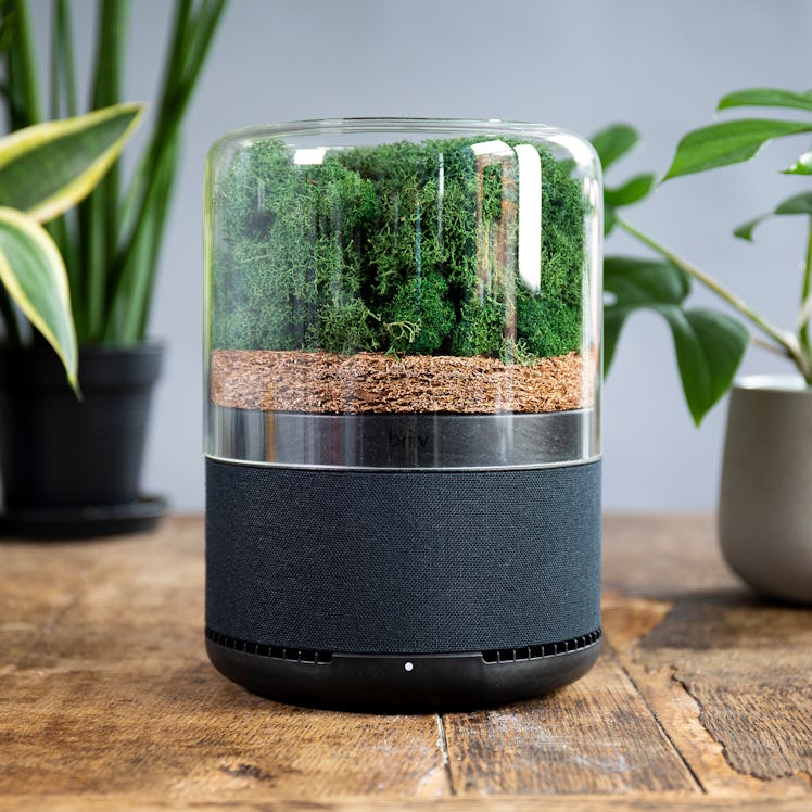 Briiv combines the airpurifying properties of dry moss with aesthetics.