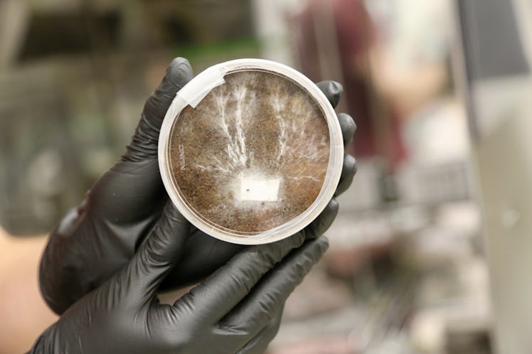  A researcher holding a petri dish containing mycelia – the underground threads that make up the mai...