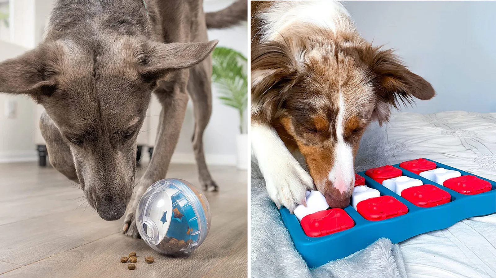 People With Well-Behaved Dogs (Who Used To Be Naughty) Swear By These ...