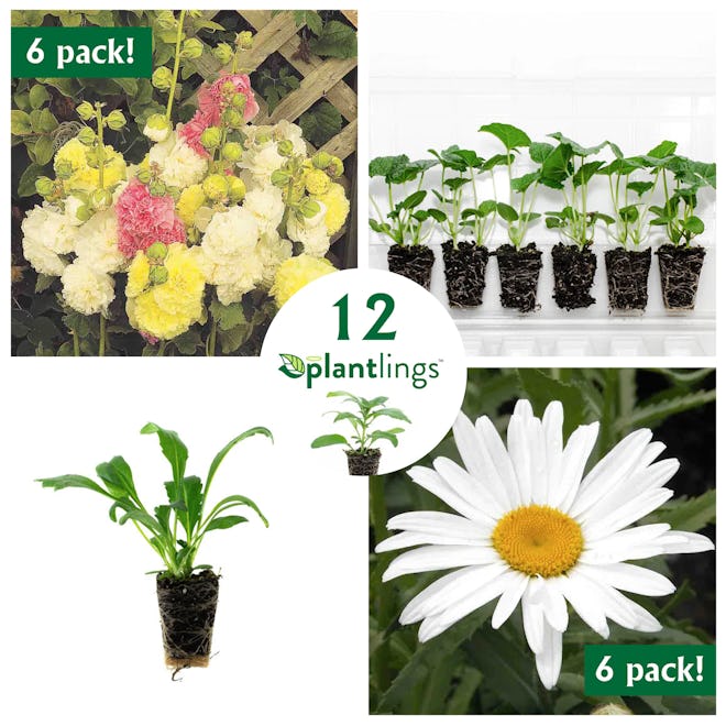 ferry morse Cottage Style Flower Kit with Hollyhock & Shasta Daisy Plantlings, 12-Pack is a great gi...