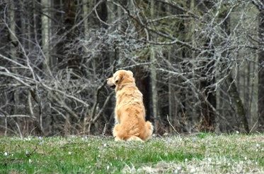 Dog facing away from camera sitting on grass