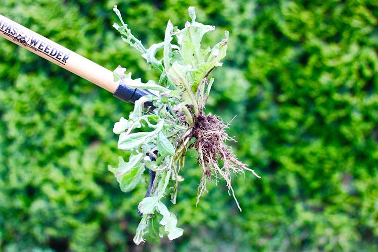 Grampa's Weeder Puller Tool