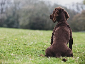 Dog sitting on grass facing away from camera