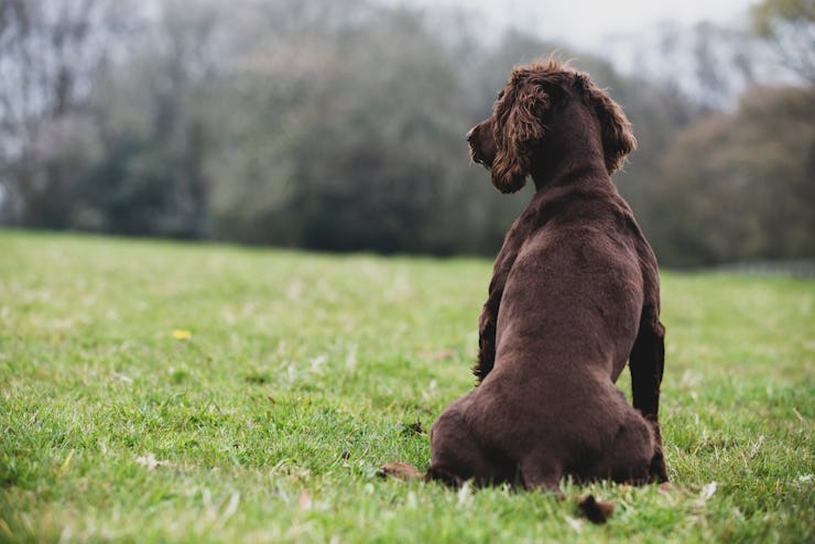 Dog sitting on grass facing away from camera