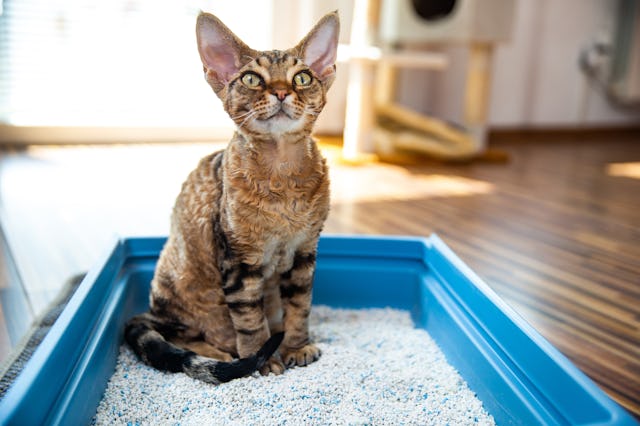 A cat sits in their litter box.