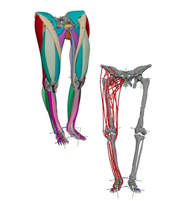 On left: A digital image of lower body muscles. On right: A digital image of lower skeleton.