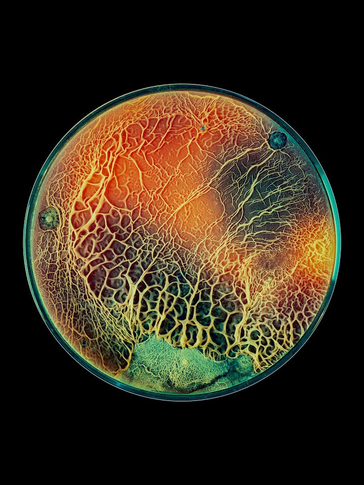 Growth of fungi that decompose plastic for recycling in a petri dish.