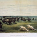 Stalking Buffalo circa 1850: Hunters hiding under white wolf skins while stalking buffalo.