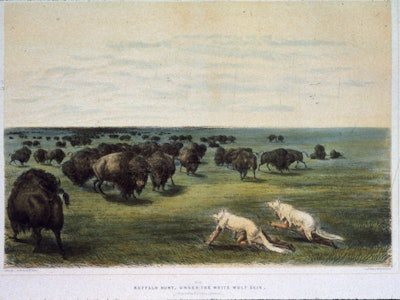 Stalking Buffalo circa 1850: Hunters hiding under white wolf skins while stalking buffalo.