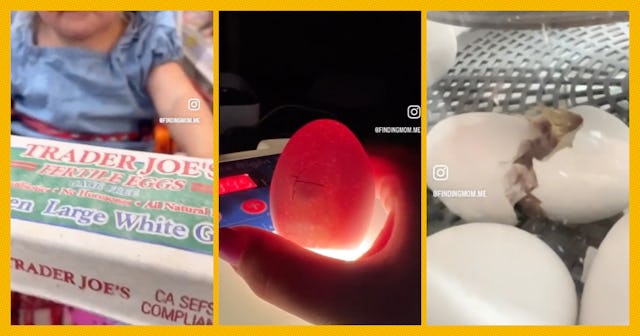 TikTok creator Rachel Anne (@findingmom.me) recently posted a viral video that shows her hatching ch...
