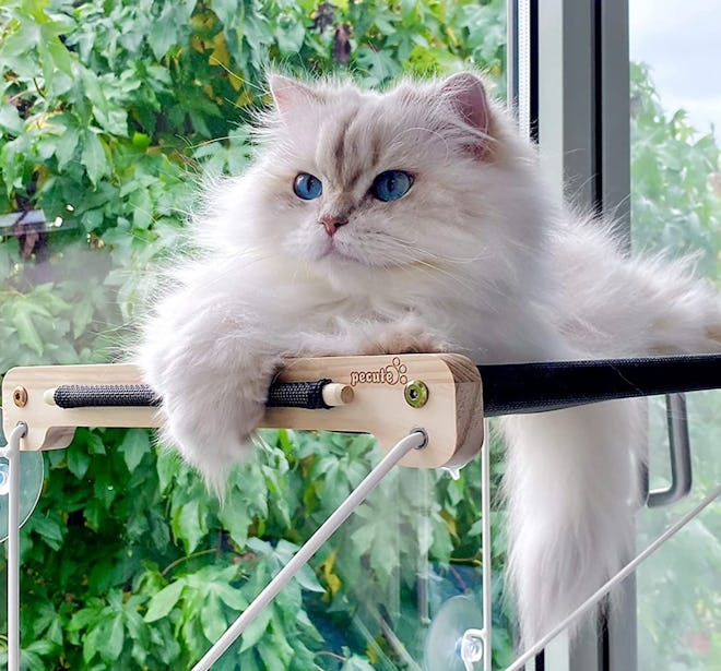 Pecute Cat Window Perch