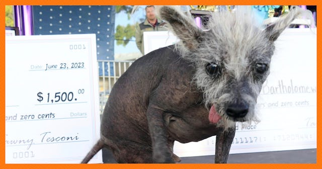 23 June 2023, USA, Petaluma: Scooter, a seven-year-old Chinese crested dog, sits on stage after winn...