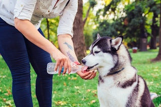 A woman gives her dog water on a hot day