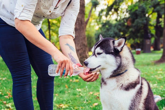 A woman gives her dog water on a hot day