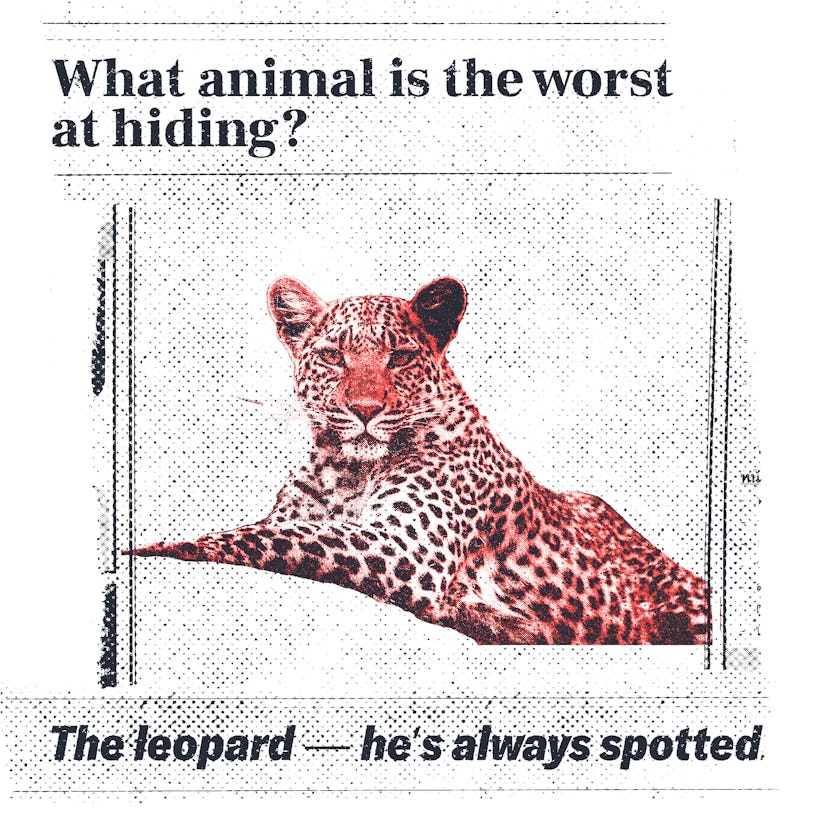 4f97889e 68c6 4e3d bb2b b823327af454 insert tiger 4f97889e 68c6 4e3d bb2b b823327af454 insert tiger