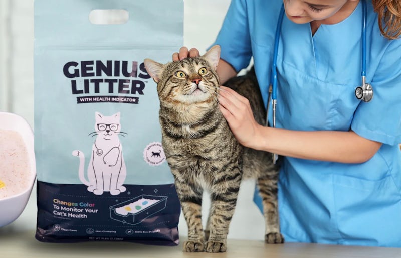 This Color-Changing Cat Litter Is Genius (& The Company’s Giving Back