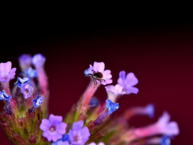 Black-colored tick sitting on purple flowers