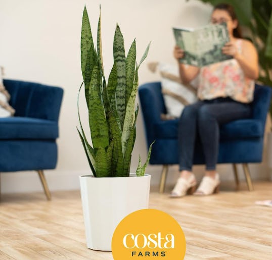 Costa Farms Snake Plant