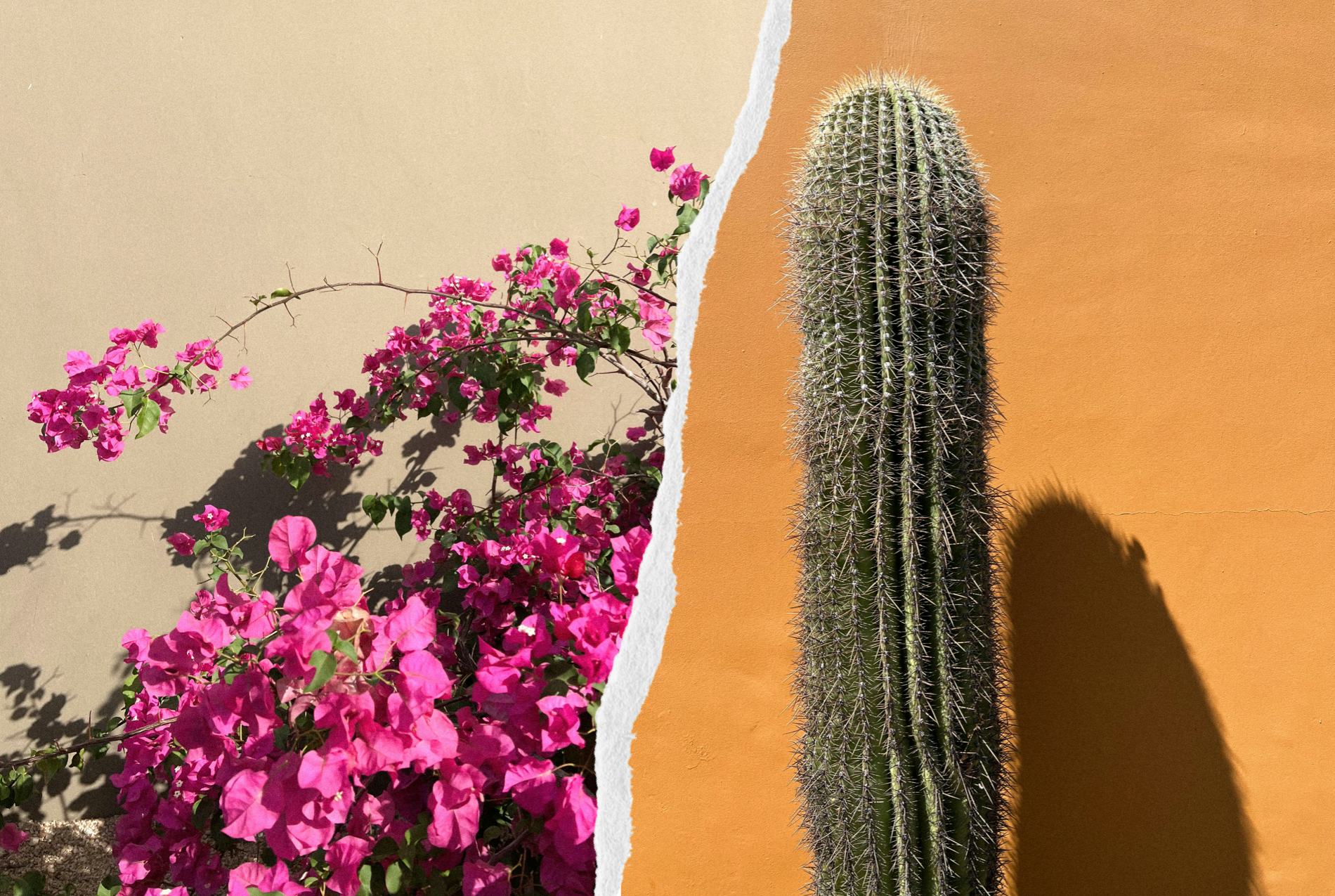 Bustle&rsquo;s beauty writer experienced Dae&rsquo;s hair oil, cactus styling cream, styling mist, &amp; more produc&hellip;