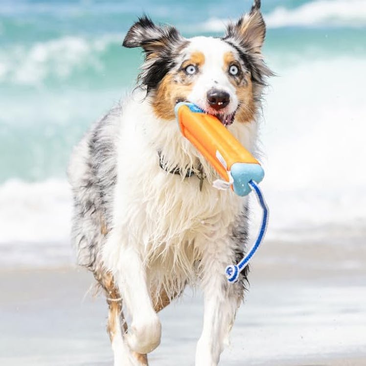 ChuckIt! Amphibious Bumper Fetch & Float Dog Toy