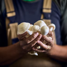 A man in overalls holding adaptogenic mushrooms.