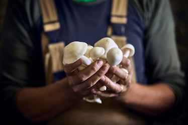 A man in overalls holding adaptogenic mushrooms.