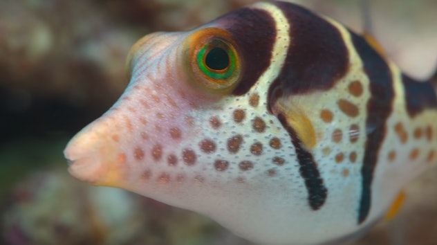 A small pufferfish in 'Puff: Wonders of the Reef,' an ocean movie for kids on Netflix.