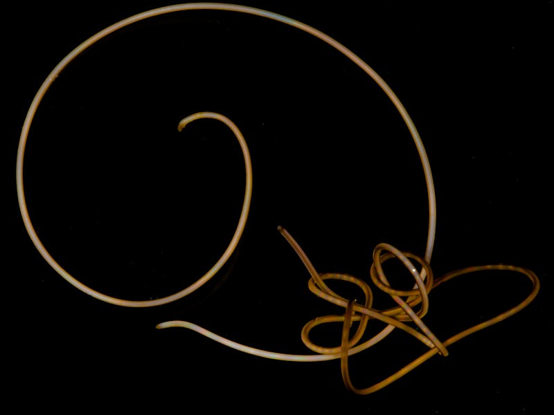 A long, thin worm curled into a circle against a black background.