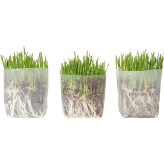 Window Garden Cat Grass (3-Pack)