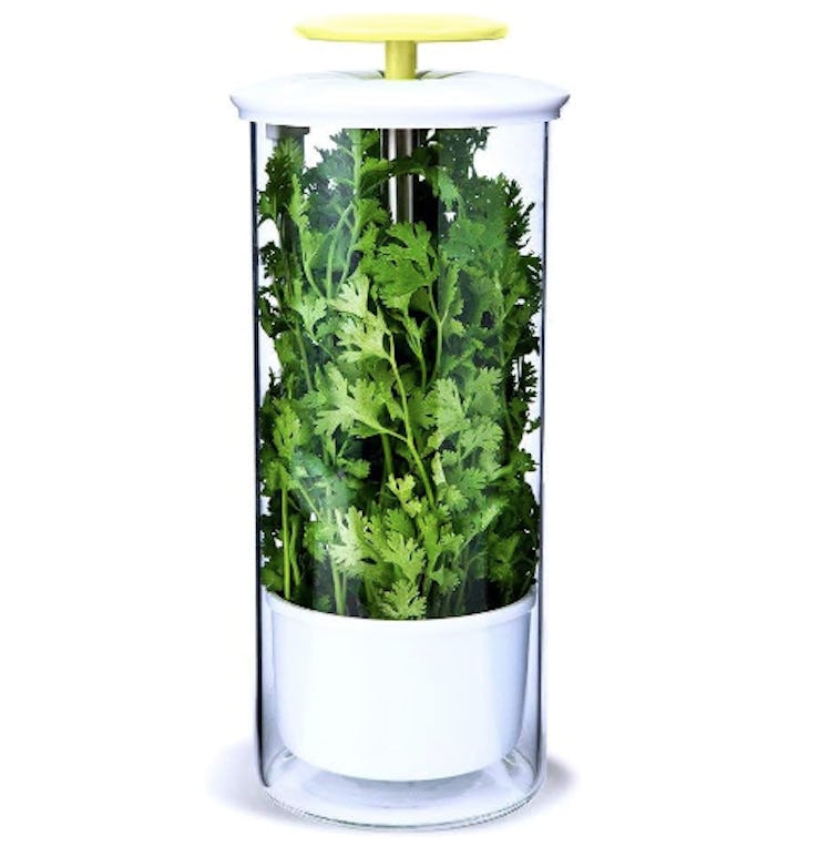 NOVART XXL Herb Keeper