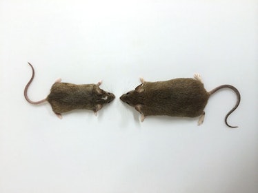 A brown mouse and a larger brown mouse.