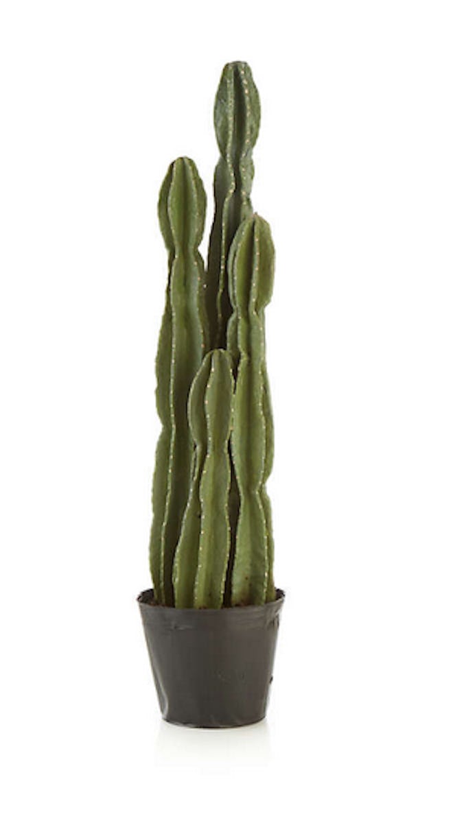 Tall Potted Cactus Plant