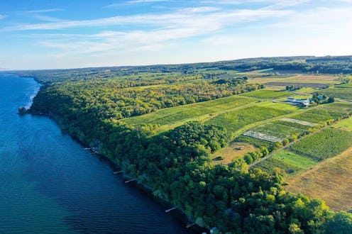 new york vineyards