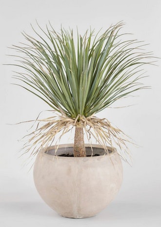 Potted Palm Tree Plant in Cement 