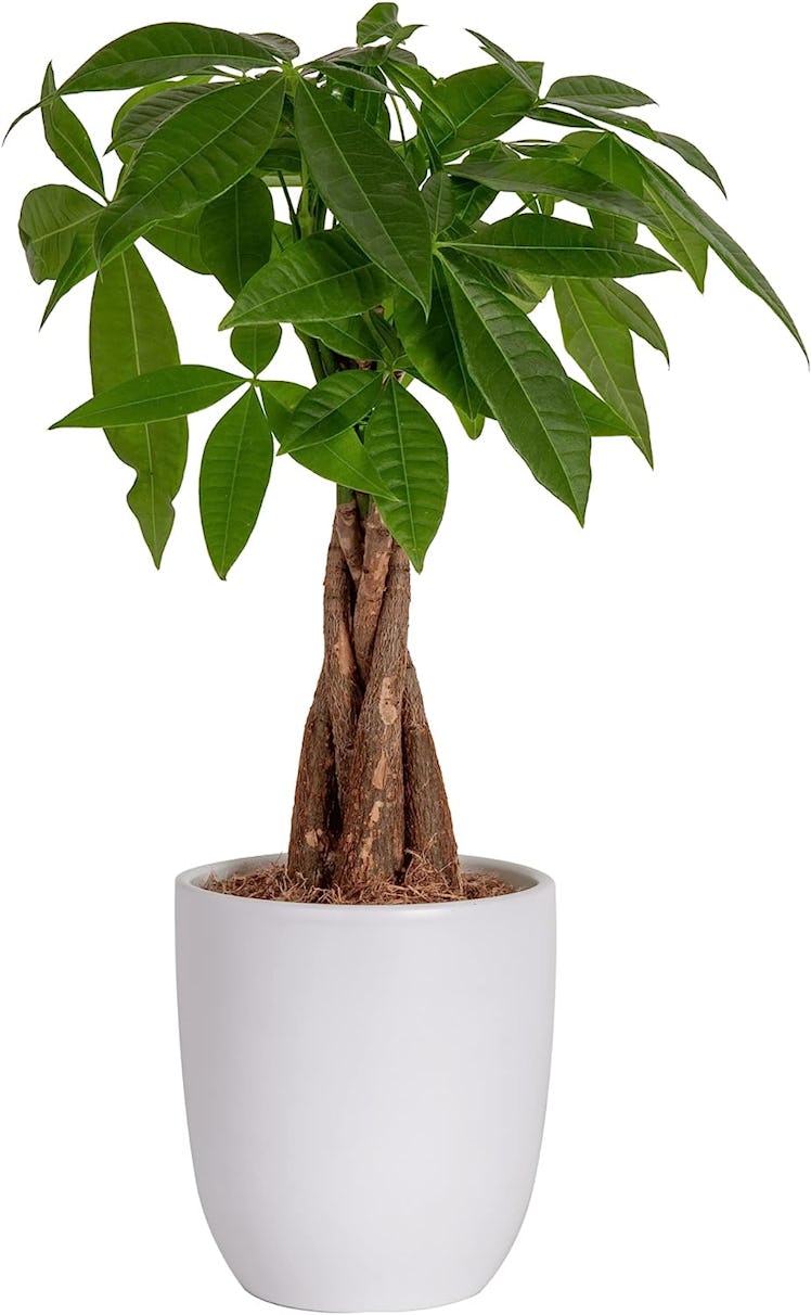 Costa Farms Money Tree