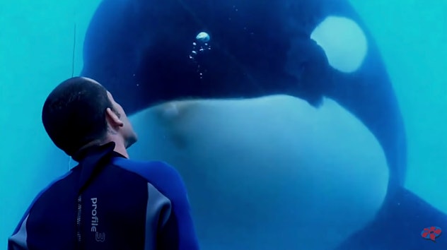 An orca and a trainer in 'Blackfish.'