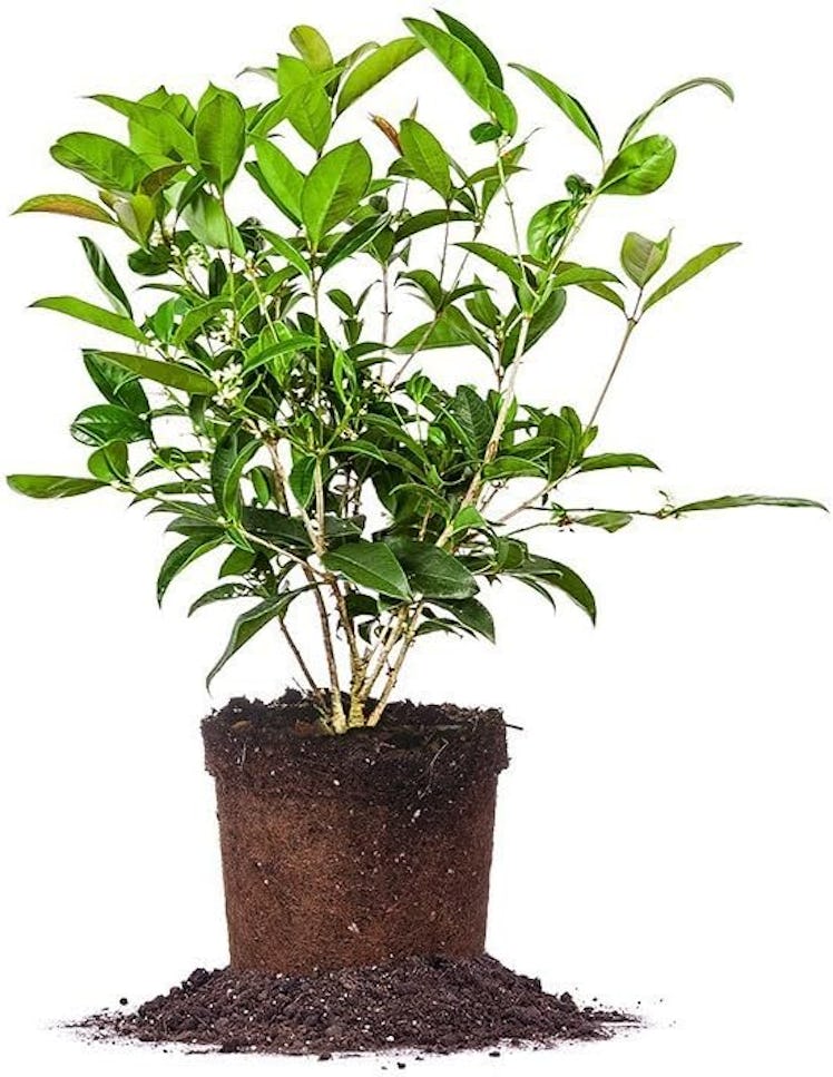 PERFECT PLANTS Tea Olive Live Plant, 1 Gallon