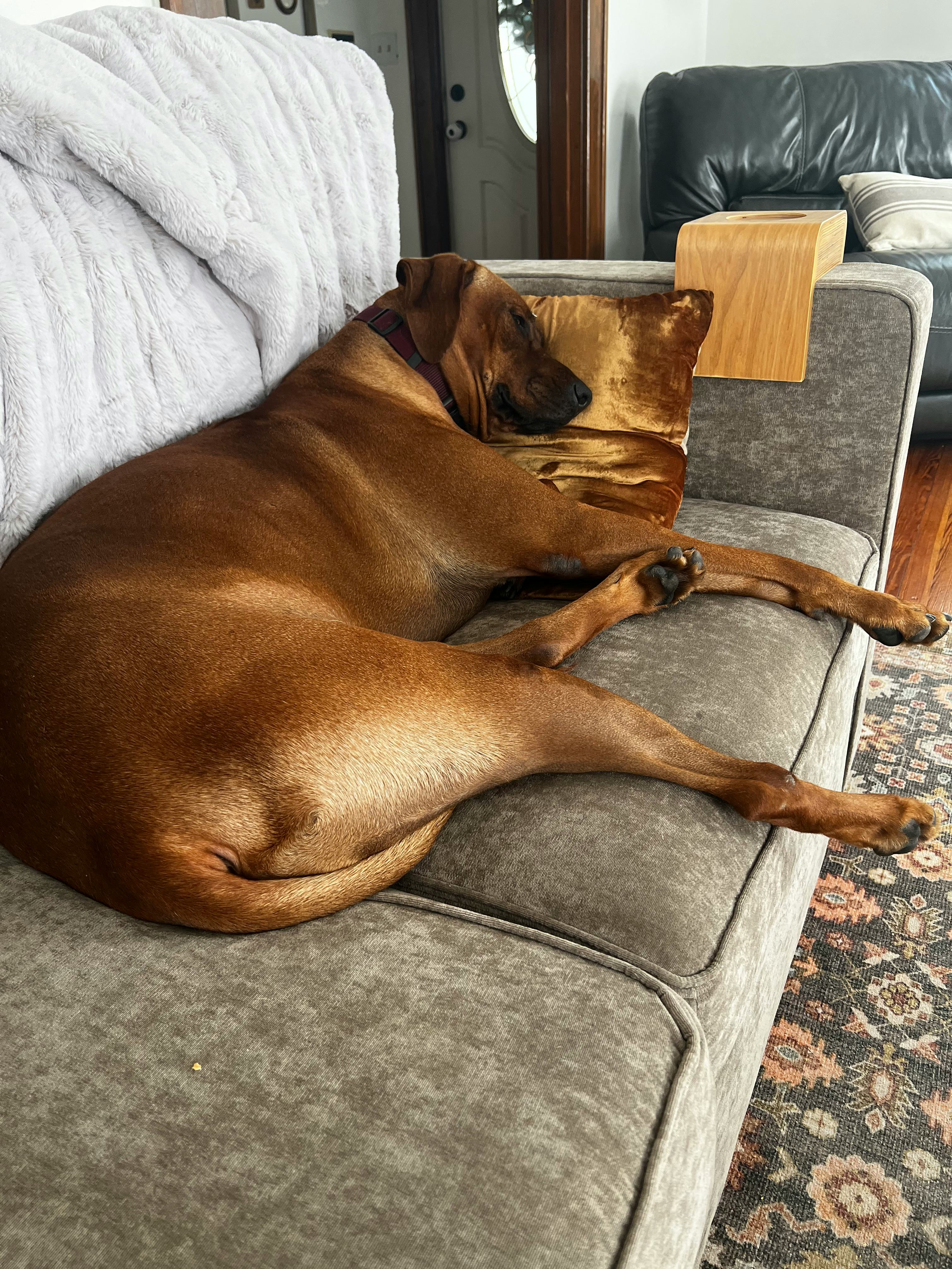 A Lovesac Sactional Review, From A Mom With A Toddler & Big Dog