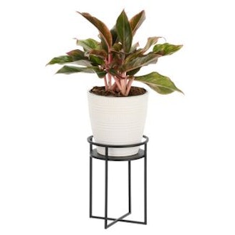 Small Metal Indoor/Outdoor Plant Stand 