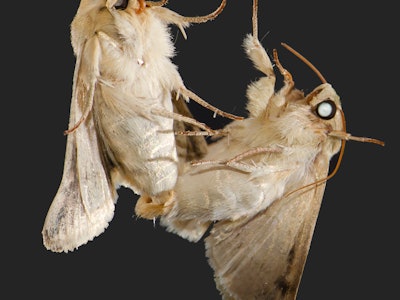 Two moths mating