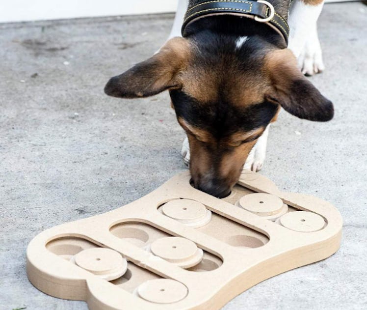 SPOT Ethical Pet Interactive Seek-A-Treat Toy Puzzle