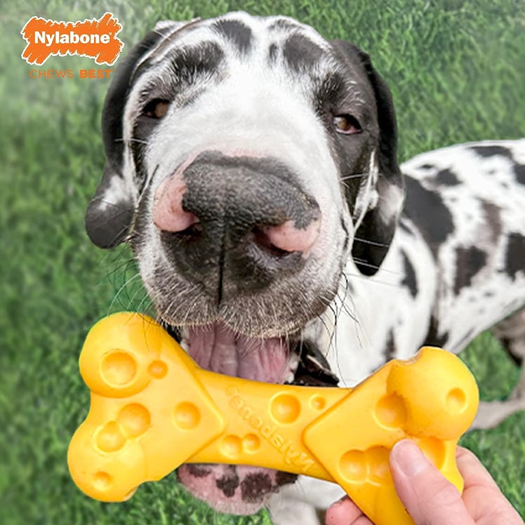 Nylabone Cheese Dog Toy