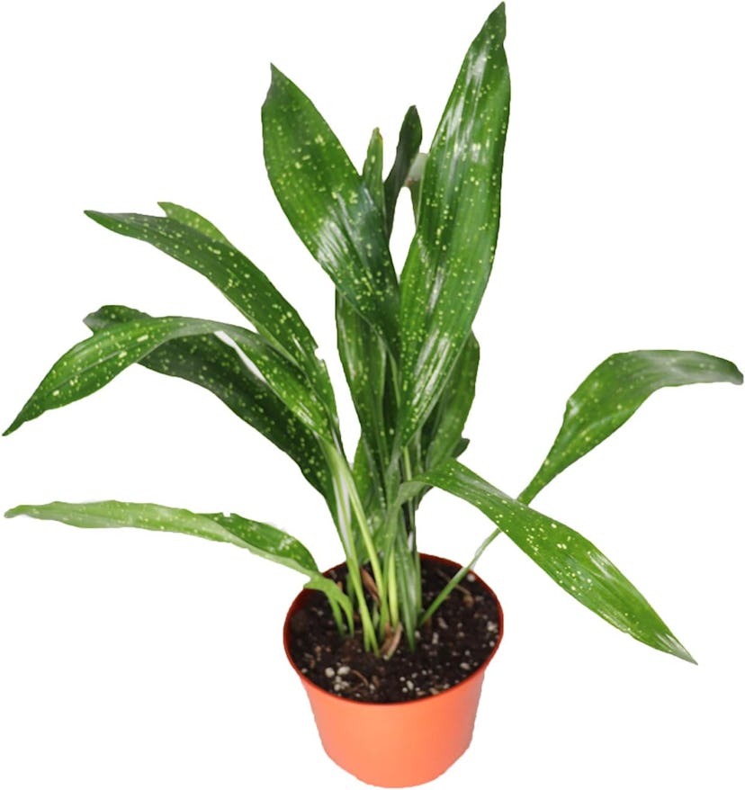 California Tropicals Aspidistra Elatior "Milky Way"