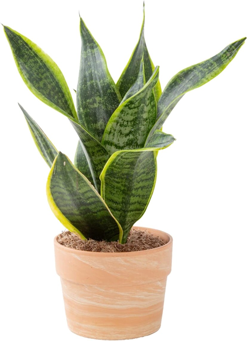 Costa Farms Live Snake Plant