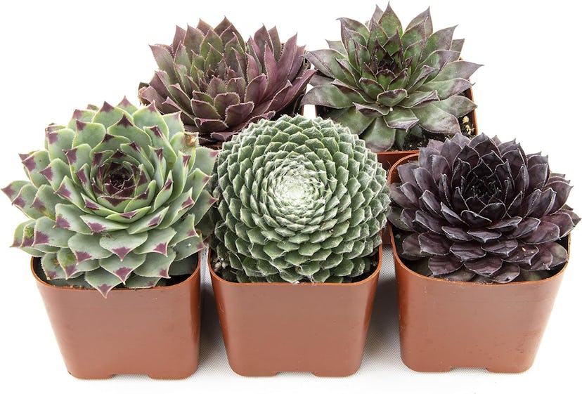 Sempervivum Succulents Plants Live Indoor Plants — 5-Pack