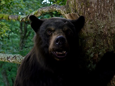 A black bear holds onto a tree in 'Cocaine Bear'