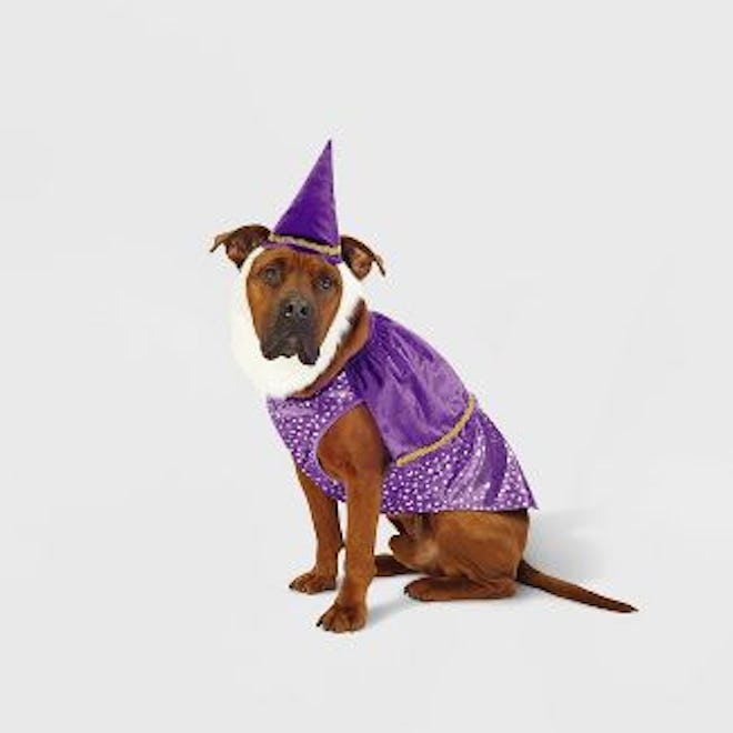 Wizard Dog and Cat Costume