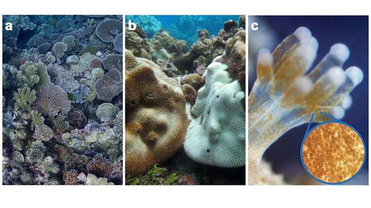 a comparison between three kinds of coral