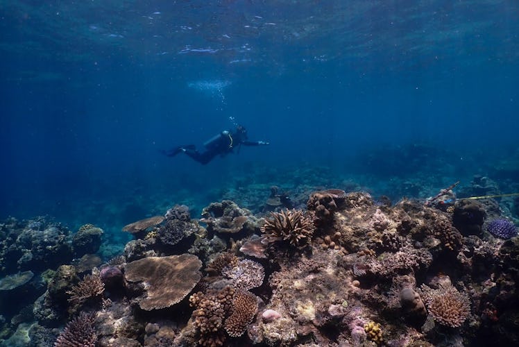 a man scuba diving past a coral reef