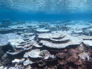 a coral reef partially bleached 